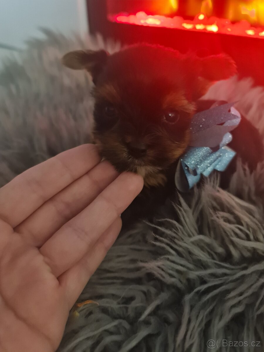 Jorkšírský teriér mini pejsek bez PP - 4