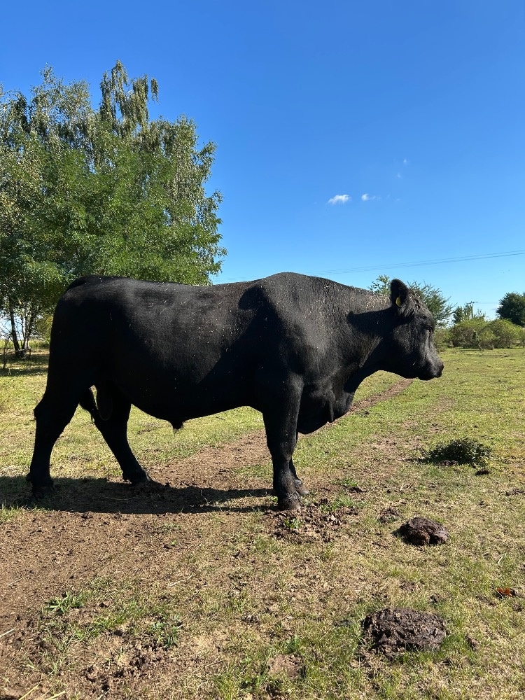 Plemenný býk Aberdeen Angus Black - 4