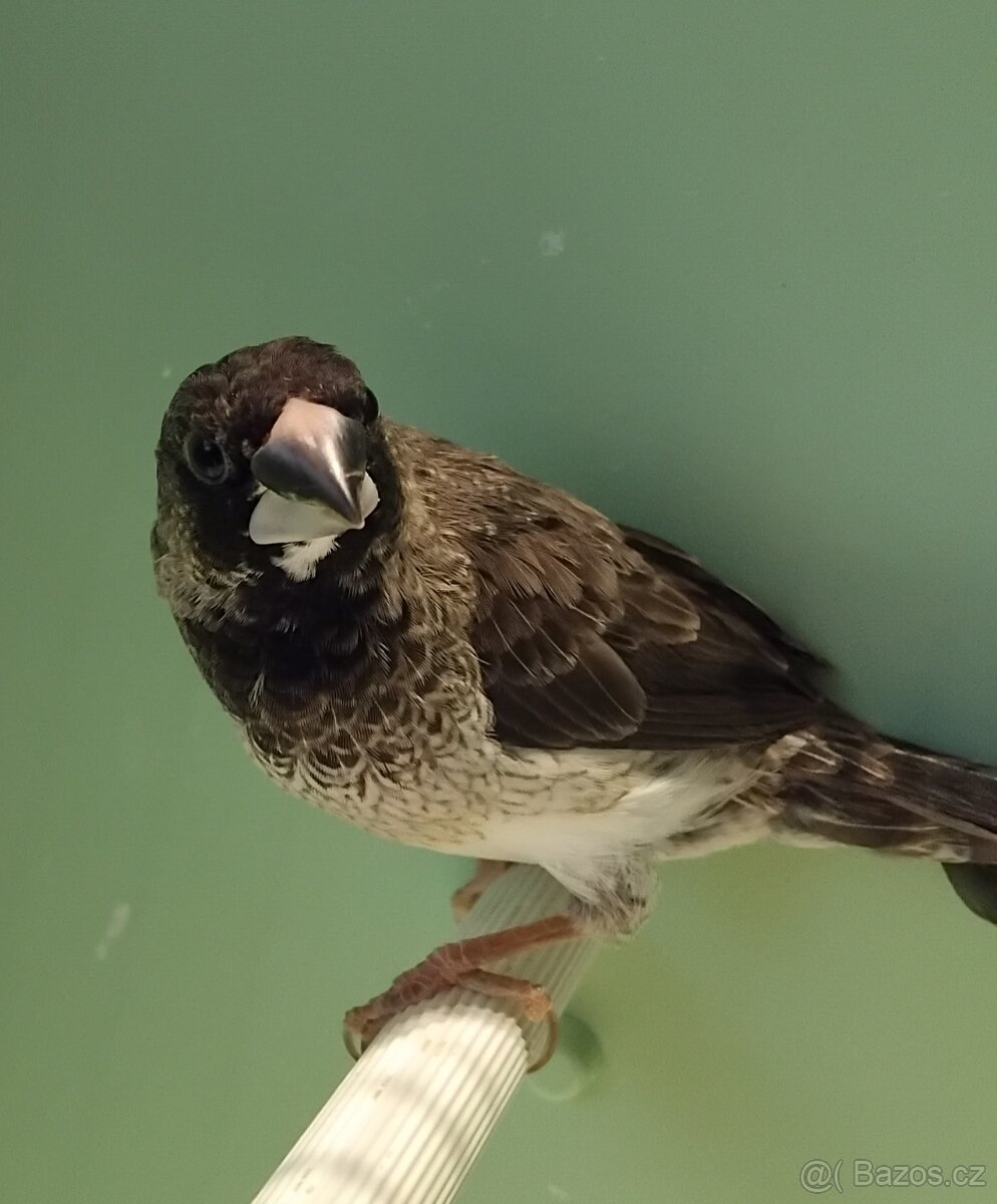 Chůvičky japonské - 4