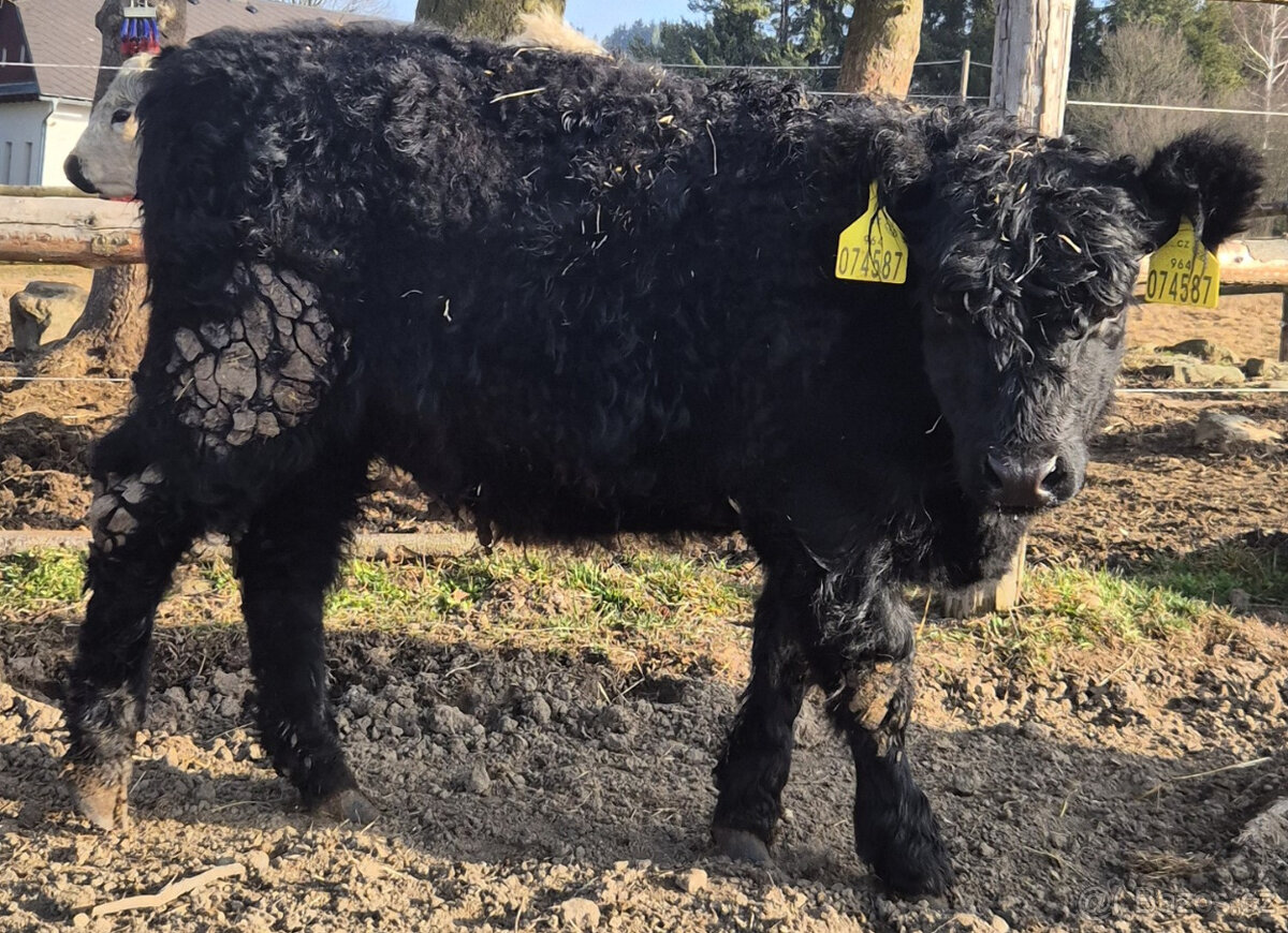 Jalovice galloway - 4