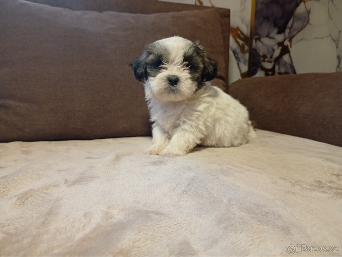 Jorkšírský teriér biewer - 4