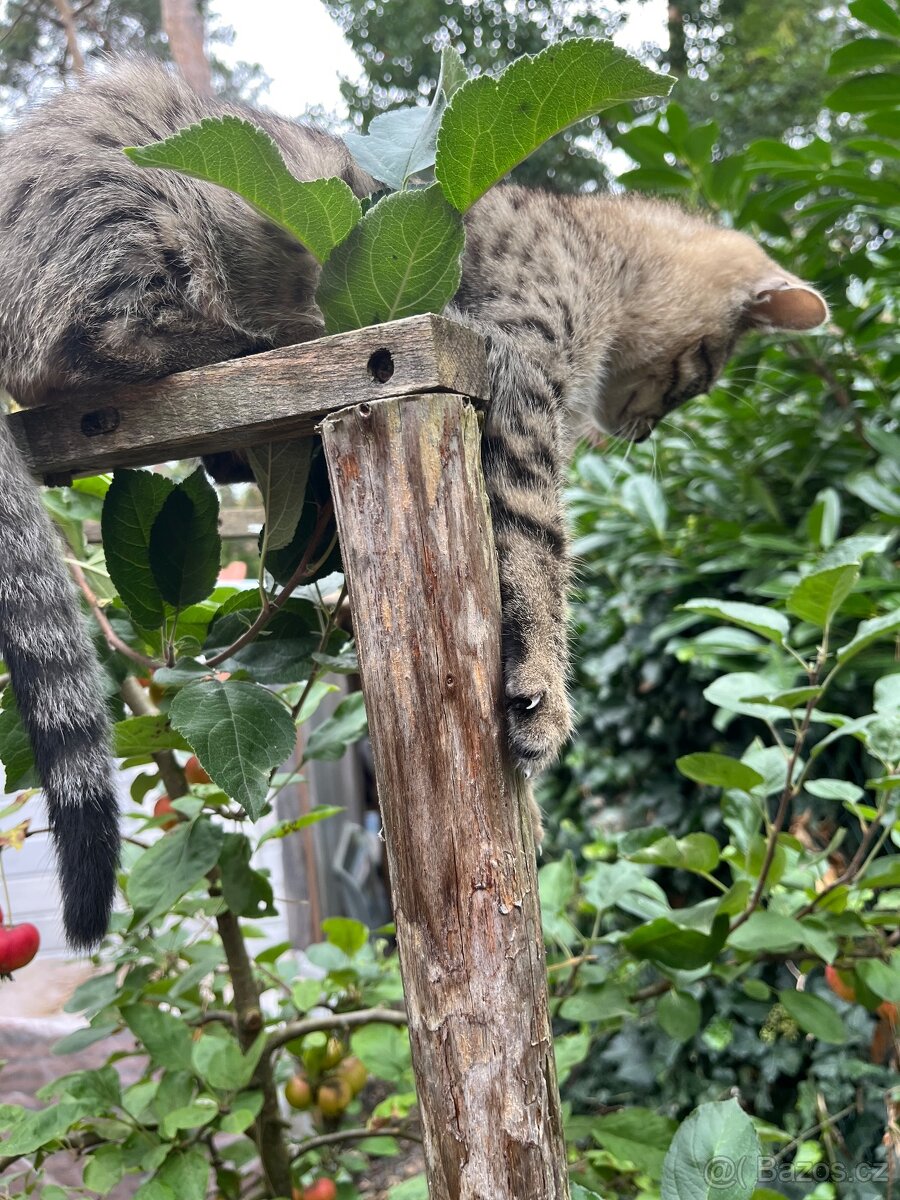 Bengálské kotě - 4