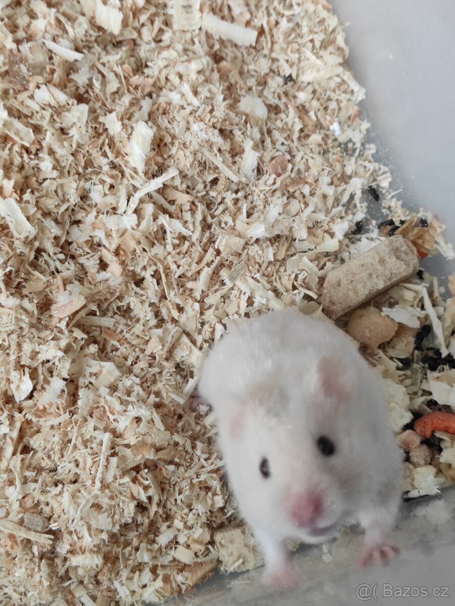 Křeček Syrský - 4