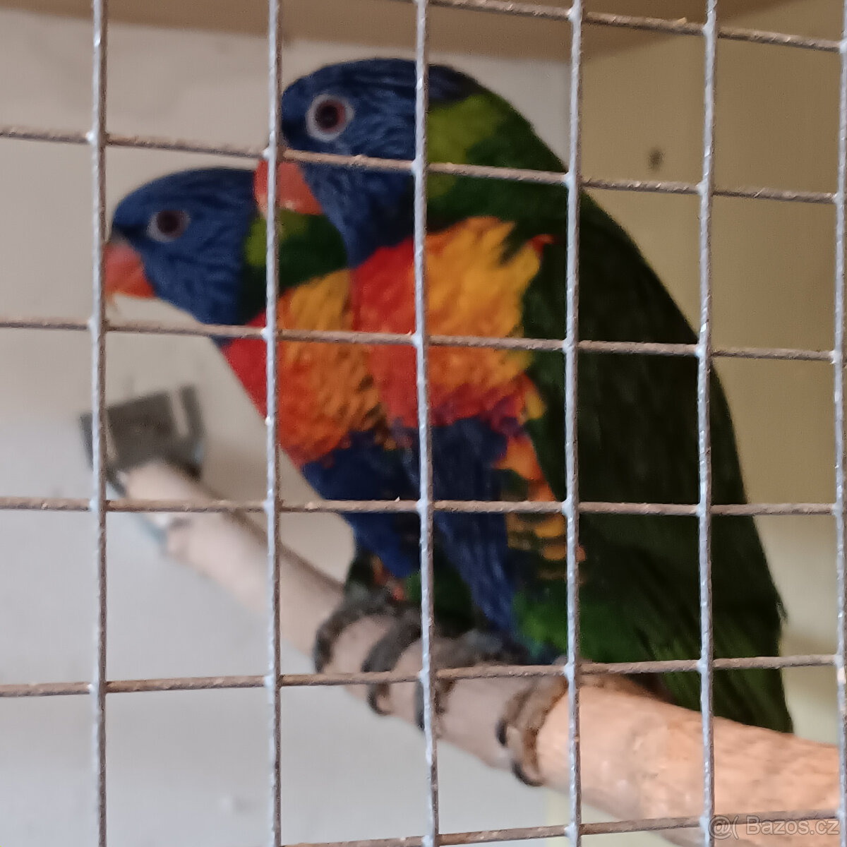 Lori mnohobarvý - 4