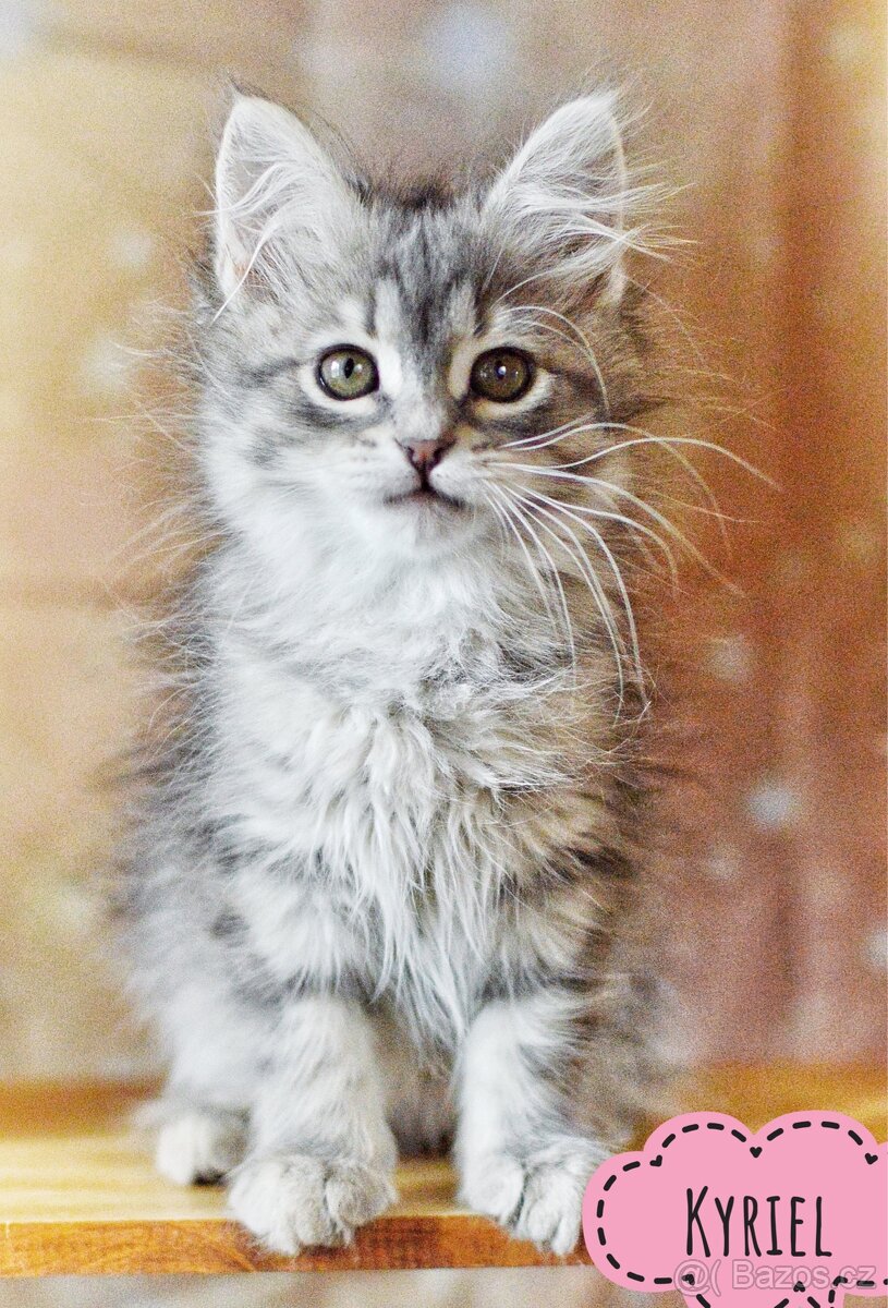 Sibiřská kočka s PP - 4