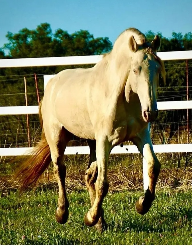 Lusitano hřebecek - 4