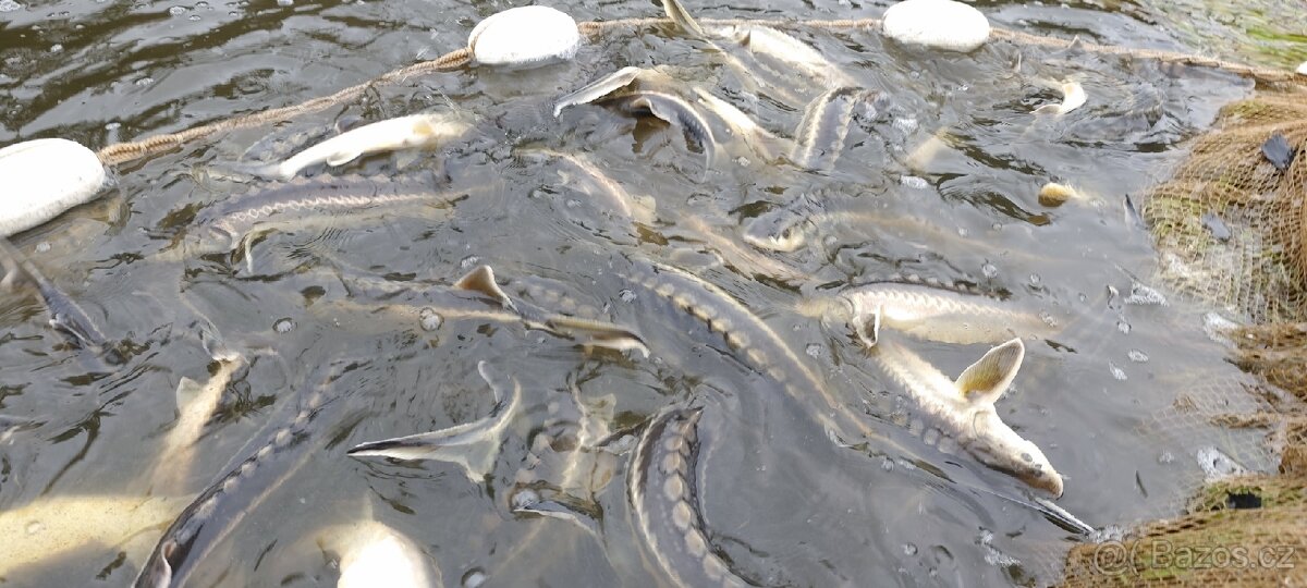 Jeseter Ruský a Sibiřský - 4