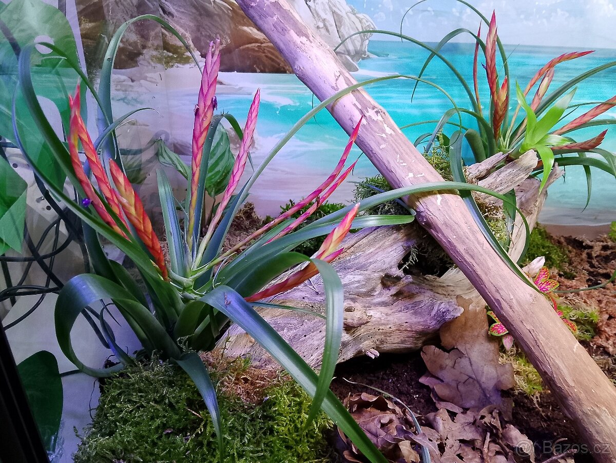 Paludarium - terarium - 4
