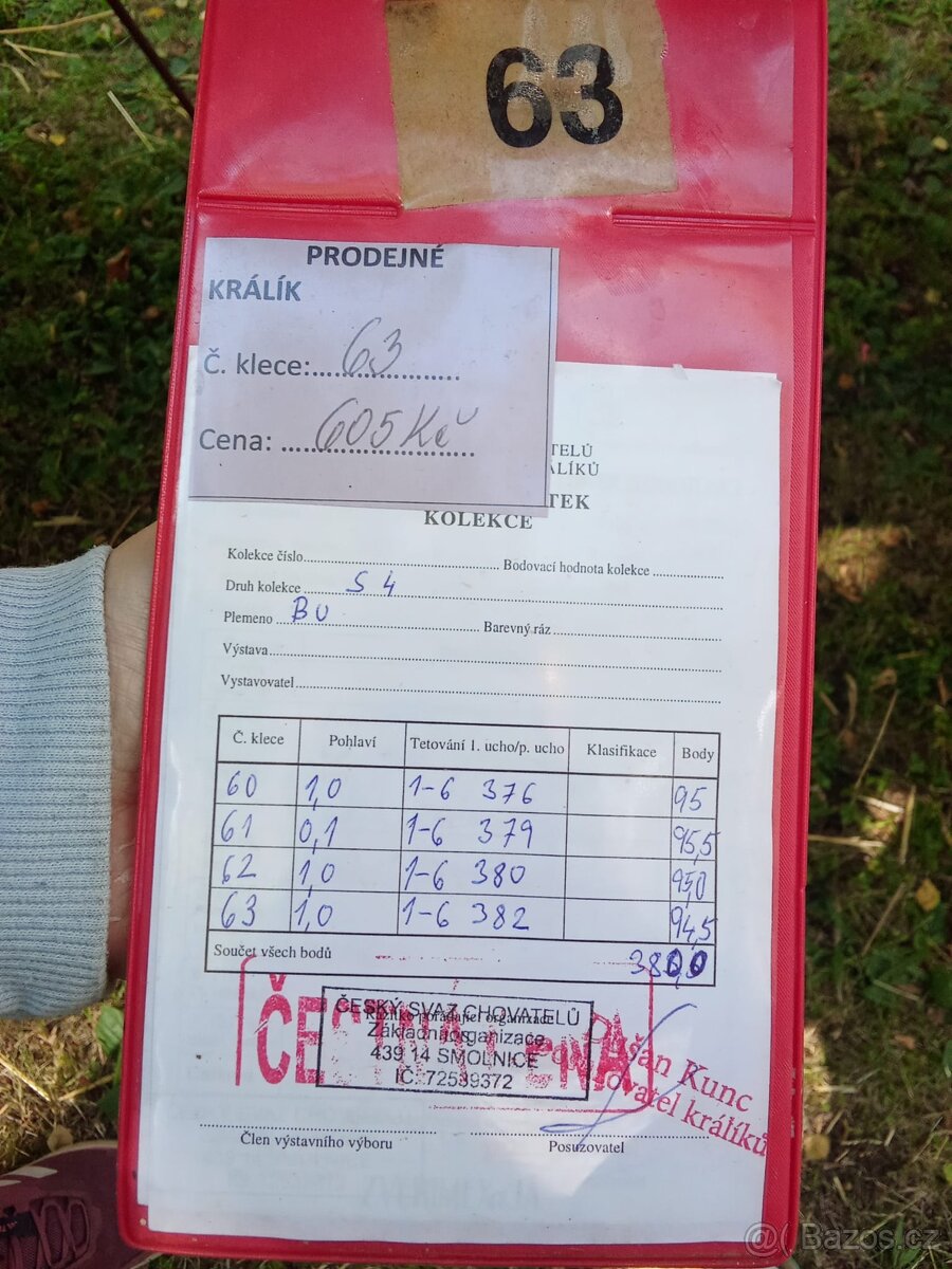 Prodám burgundských - 4