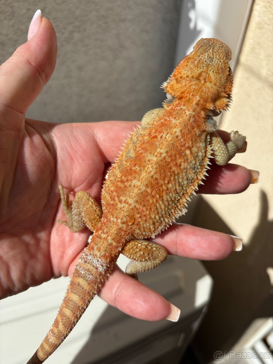 Agama vousata - samička Hypo het Trans 100% het Witblits - 4