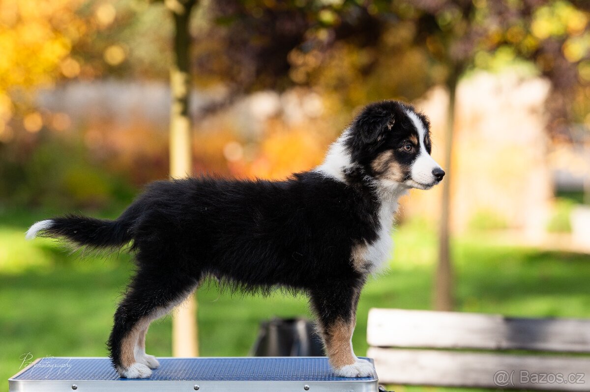 Miniaturní americký ovčák - 4