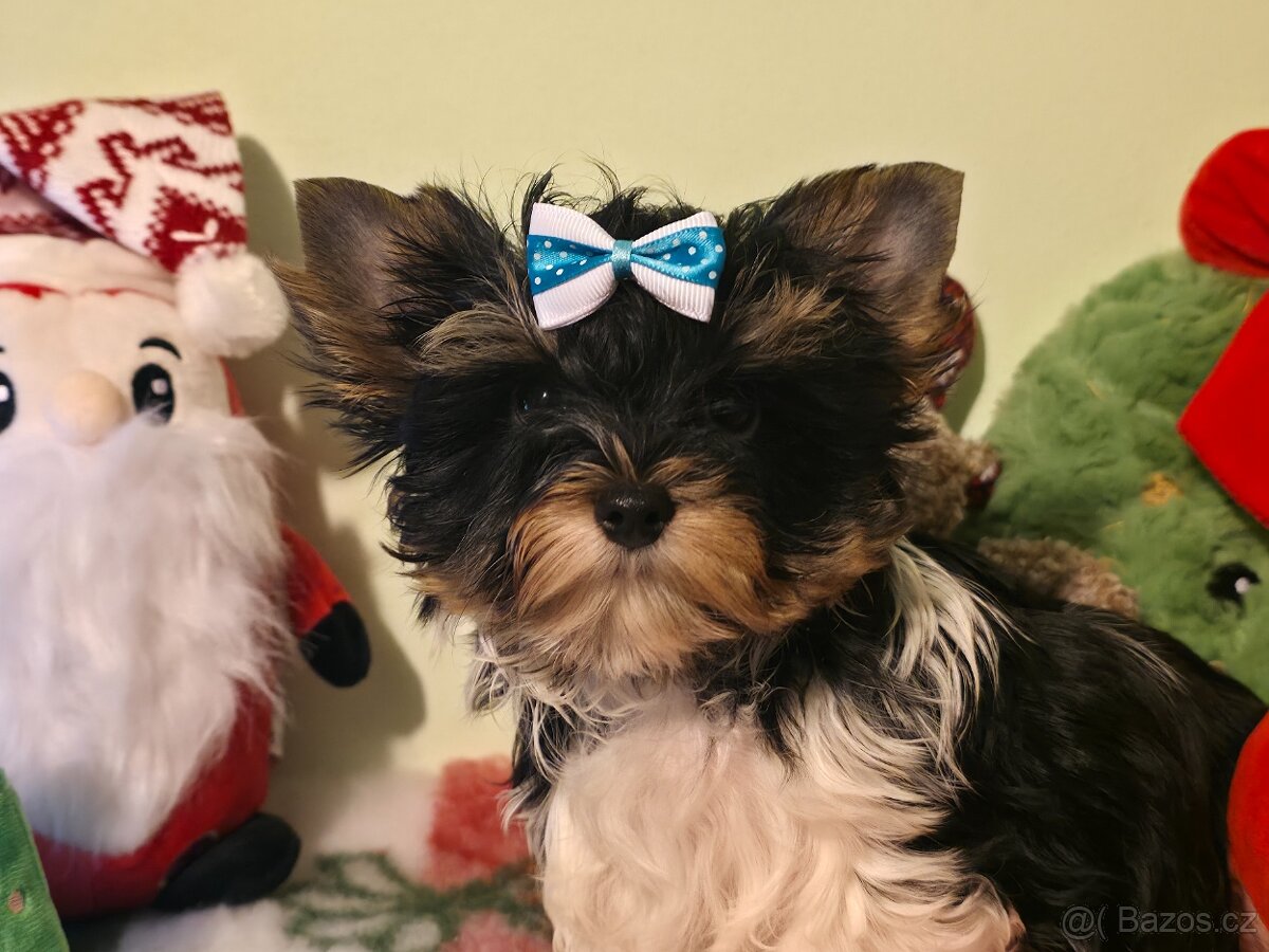 Biewer terrier s P.P. - 4