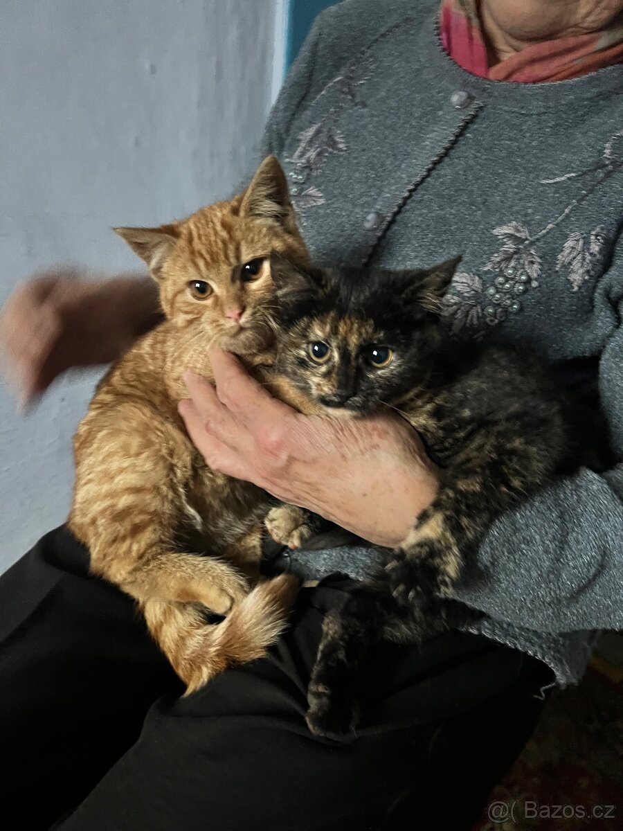 Daruji koťátka - 4