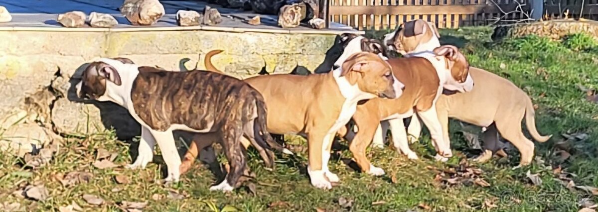 Americký stafordšírský teriér s PP - 4