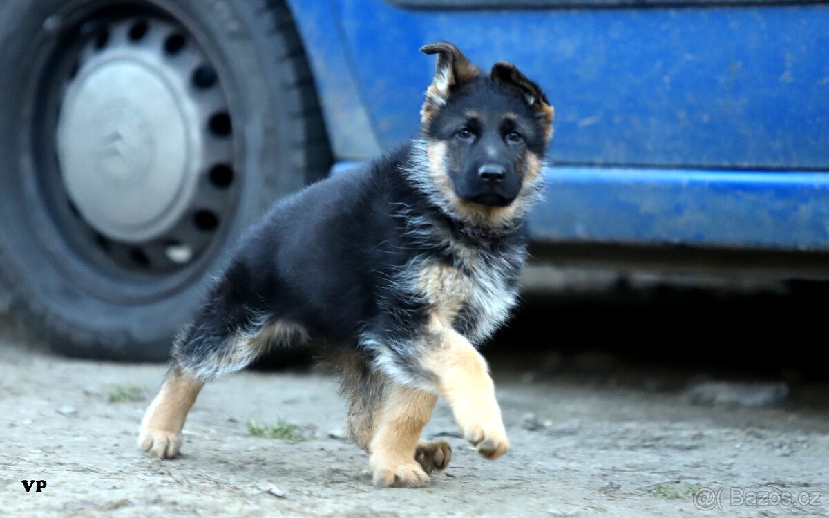 Německý ovčák - 4