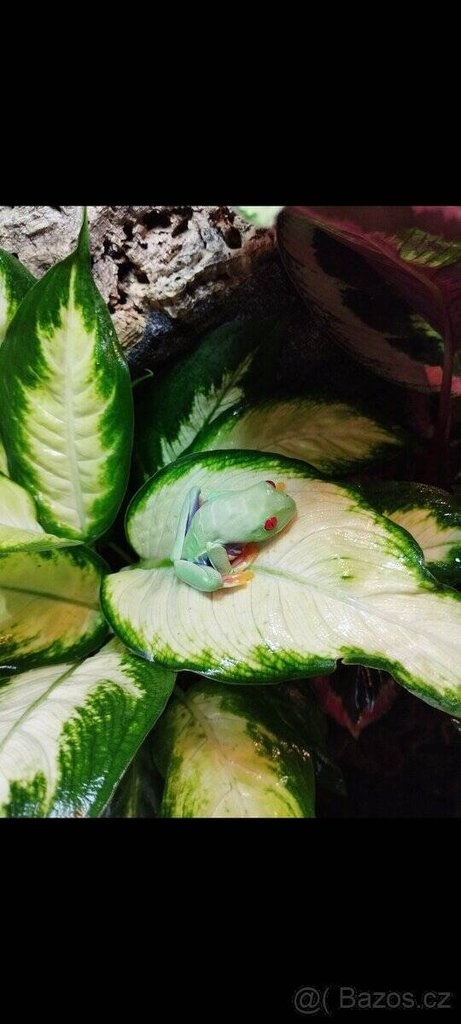 Terárium 60x100x50 ( švh ) - 4