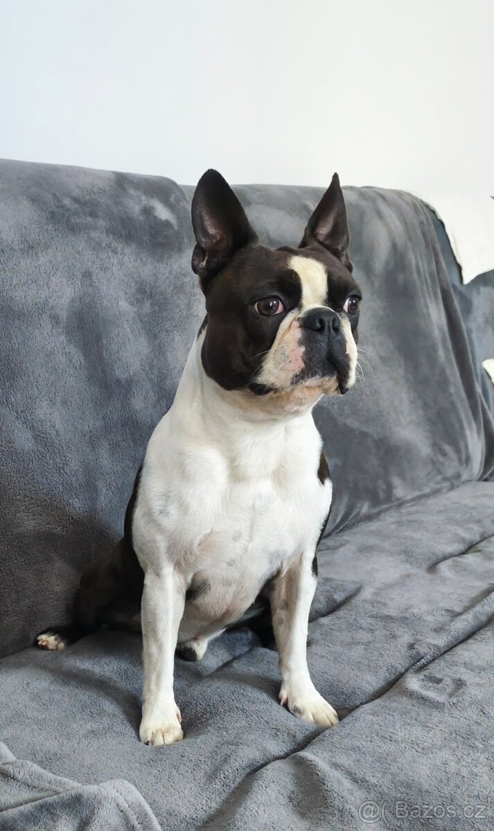 Bostonský teriér s PP - 4