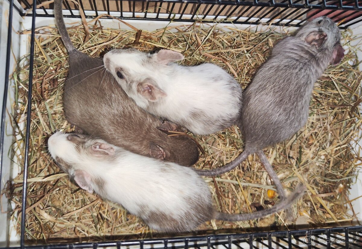 Osmák Degu s VP - 4