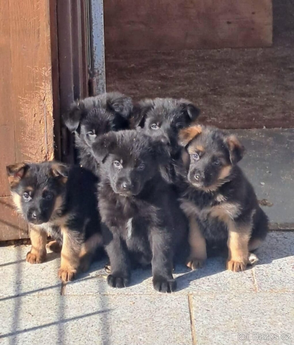 Německý ovčák - štěňata s PP - 4