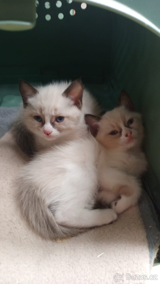 Kotátka Ragdoll bez PP - 4