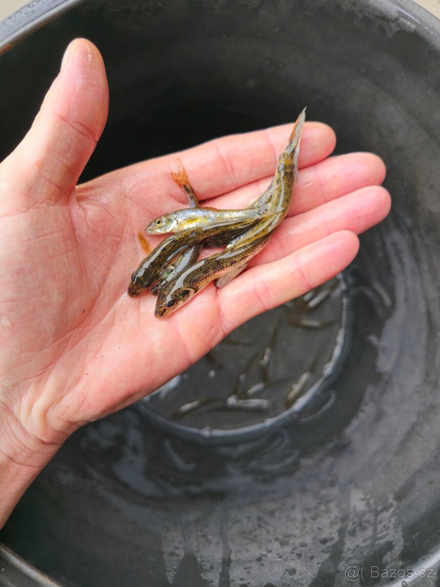 Štika, lín, hrouzek, plotice - 4