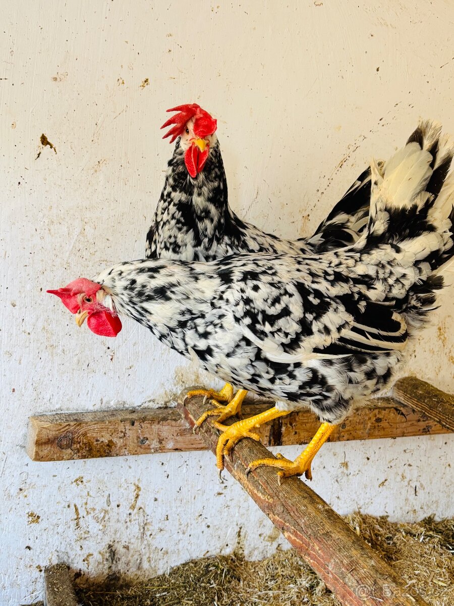 Vlaška exchequer - 4