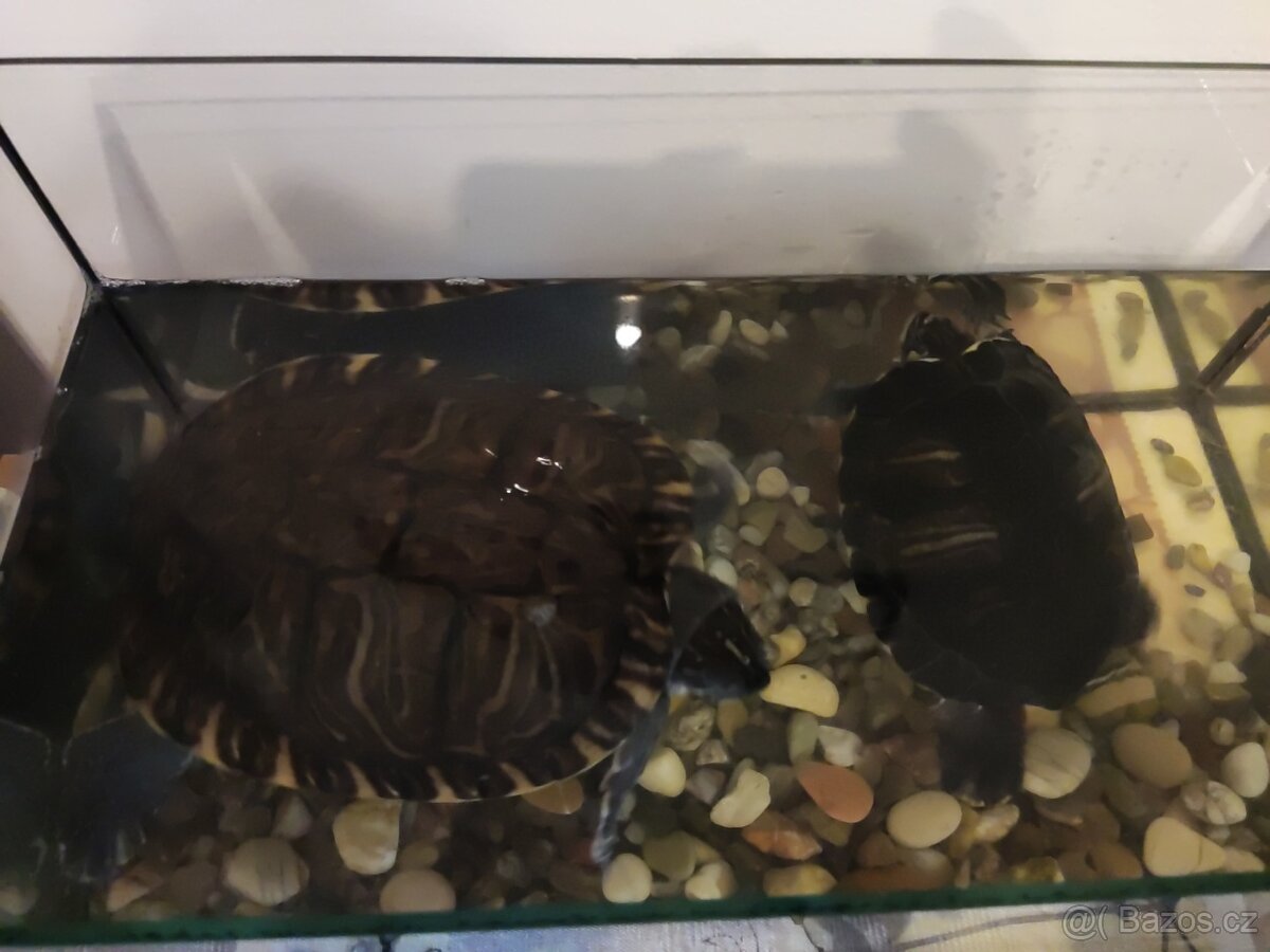 Dvě větší vodní želvy - 4