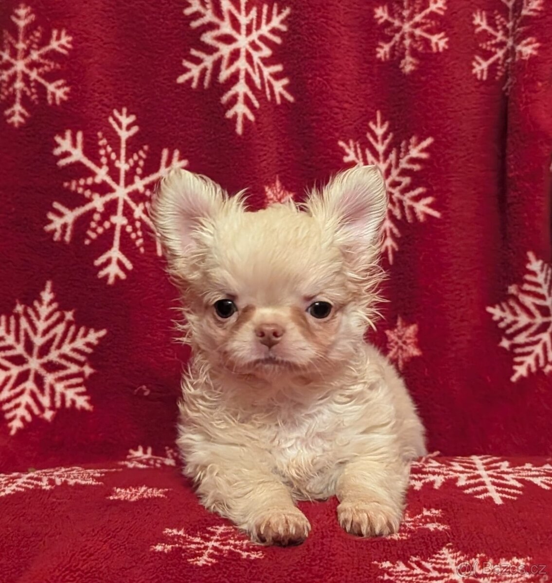 Čivava dlouhosrstá s PP - 4