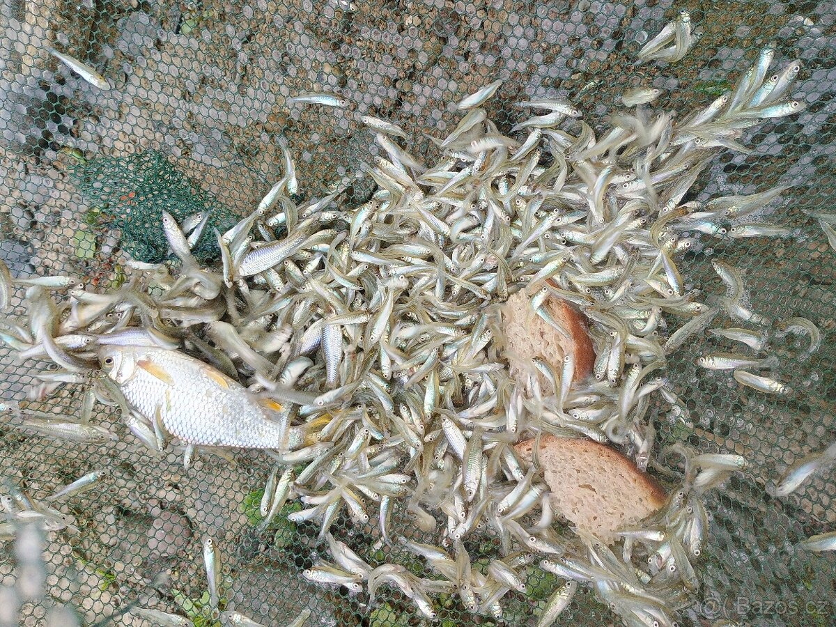 Vrš na ryby - 4