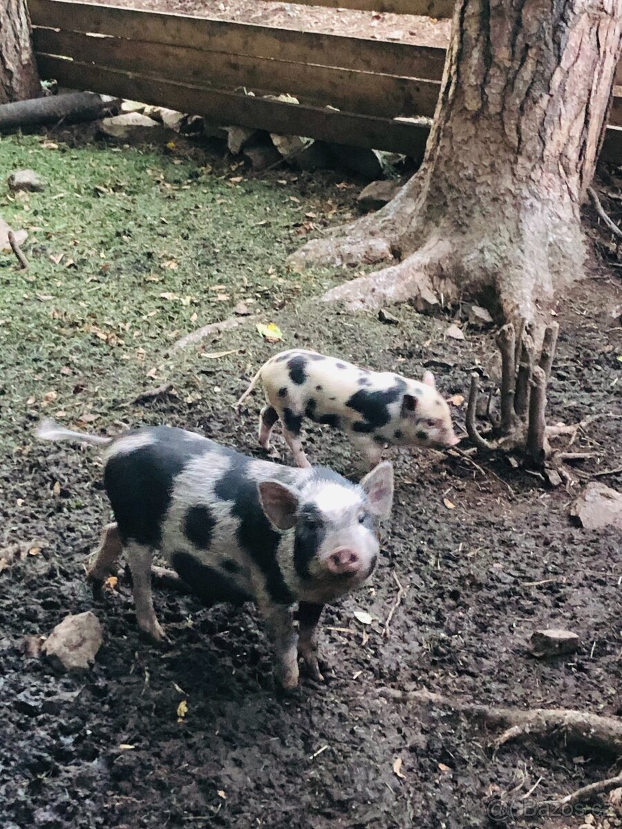 Prodám göttingenská miniprasátka - 4