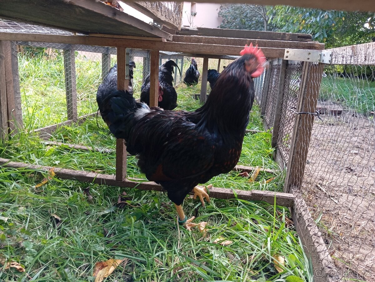 Barneveldka dvojlemová - 4