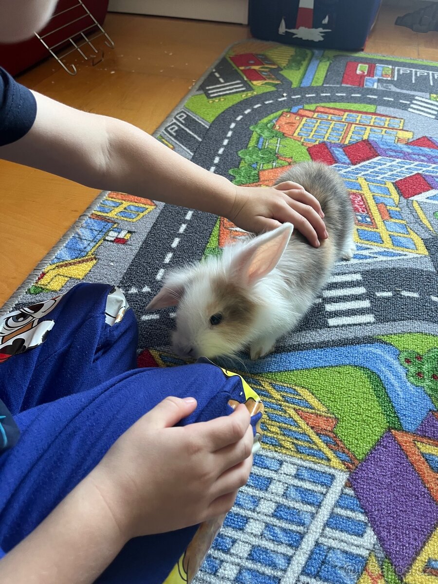 Zakrslý králíček - 4