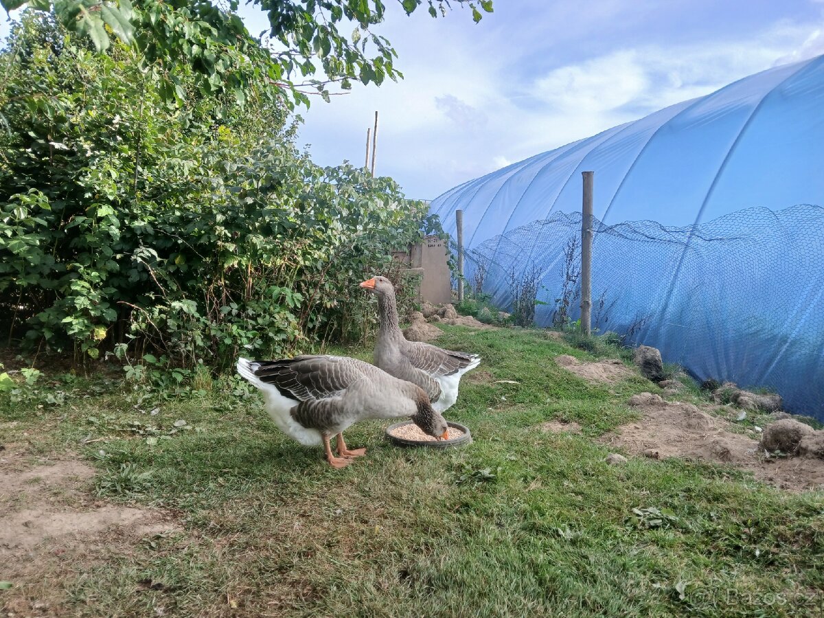 Prodám Houser Landeský - 4