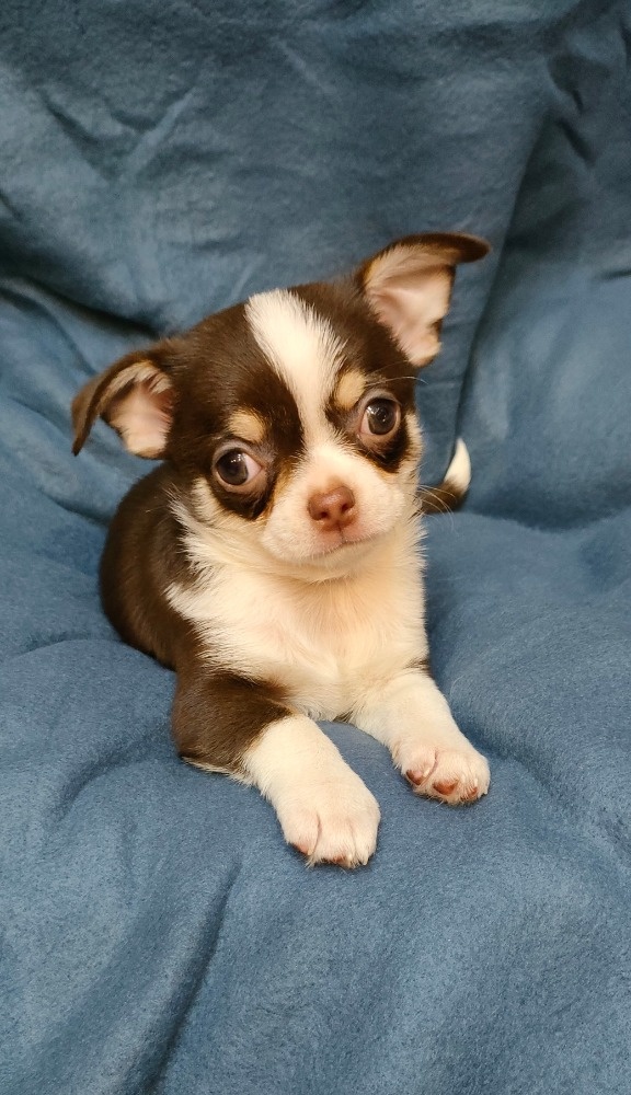 Čivava krátkosrstá - 4