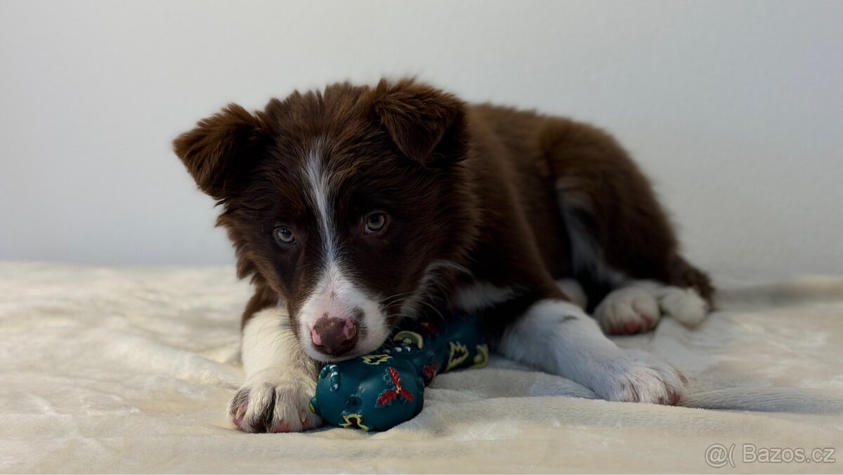 ŠTĚŇÁTKO BORDER KOLIE - 4