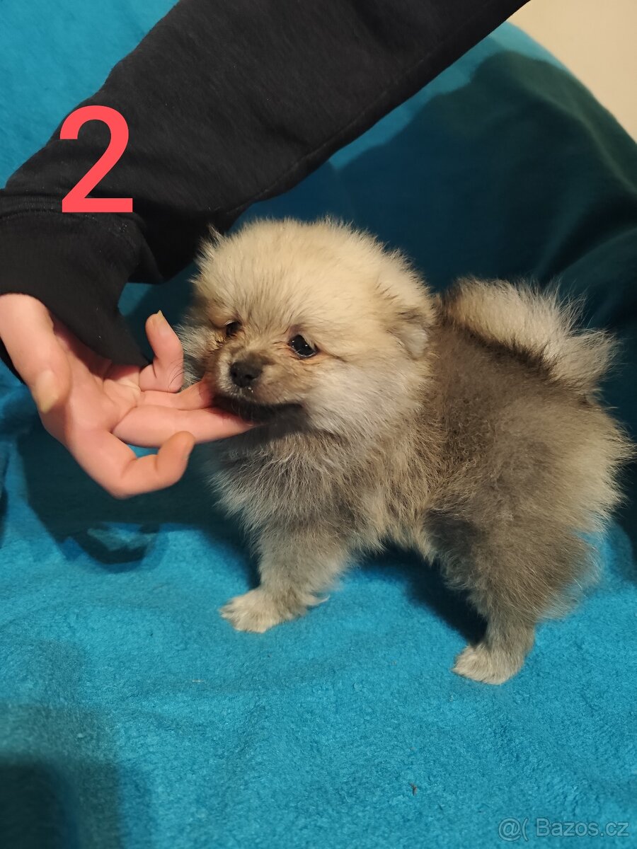 Špic pomeranian štěňátko - 4
