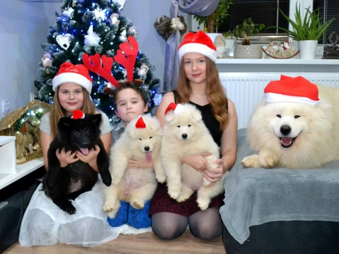 Samojed s PP LA TORRE ROJA - 4