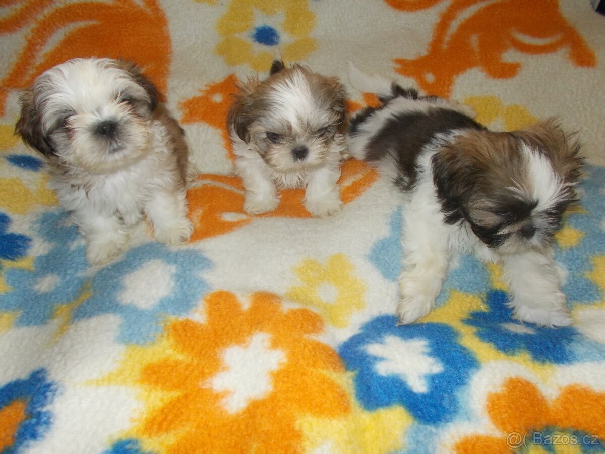 Prodám Shi- Tzu - 4