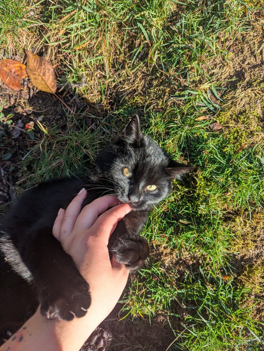 Koťátka k adopci - 7 měsíců - 4