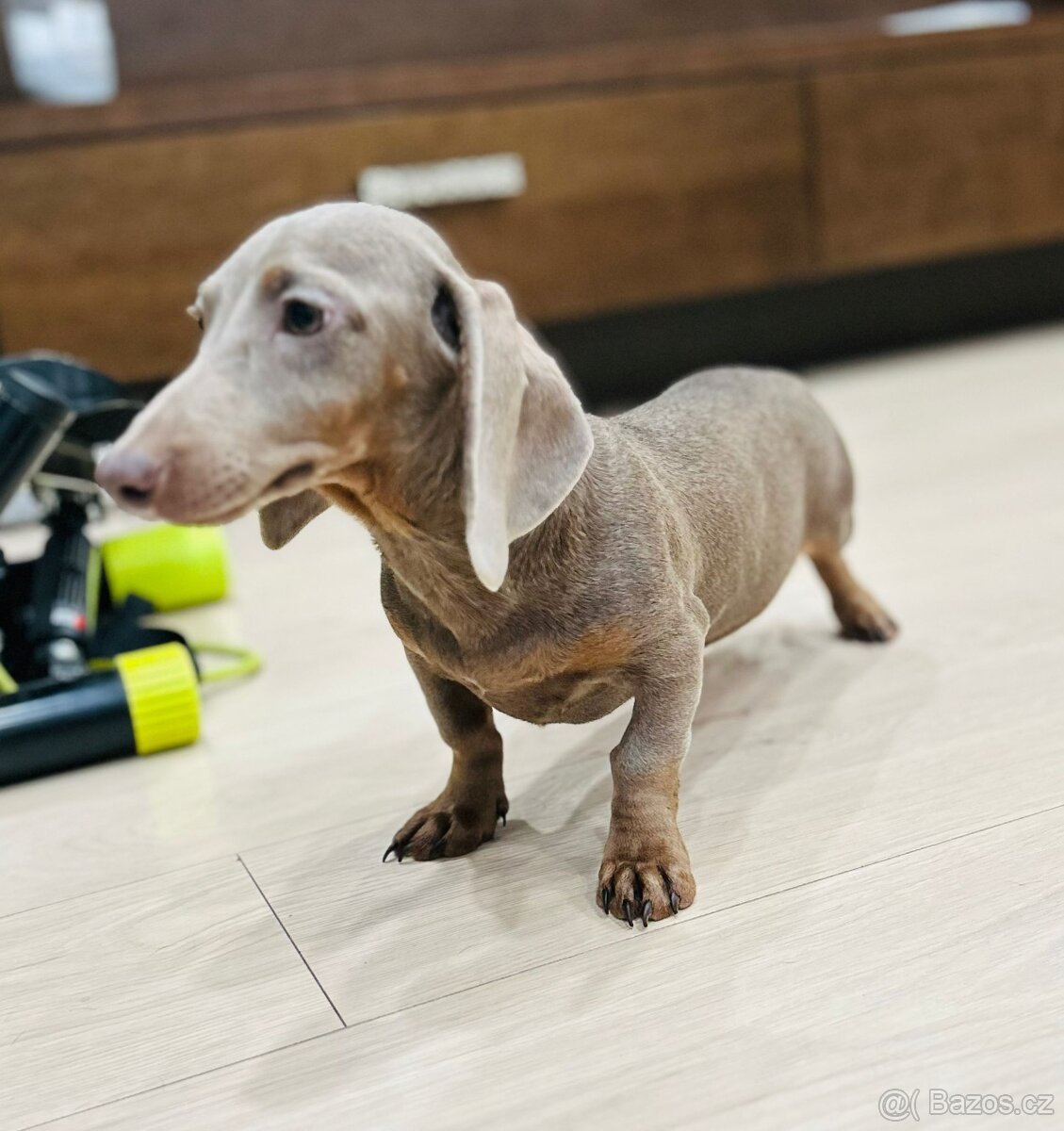 Jezevčík trpasličí - 4