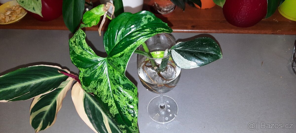 Sada zakořeněných řízků - monstery, philodendrony, synga - 4