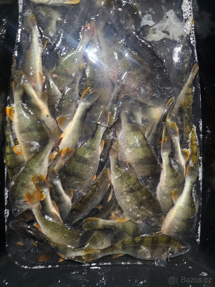 Prodej ryb z jarních lovení - 4