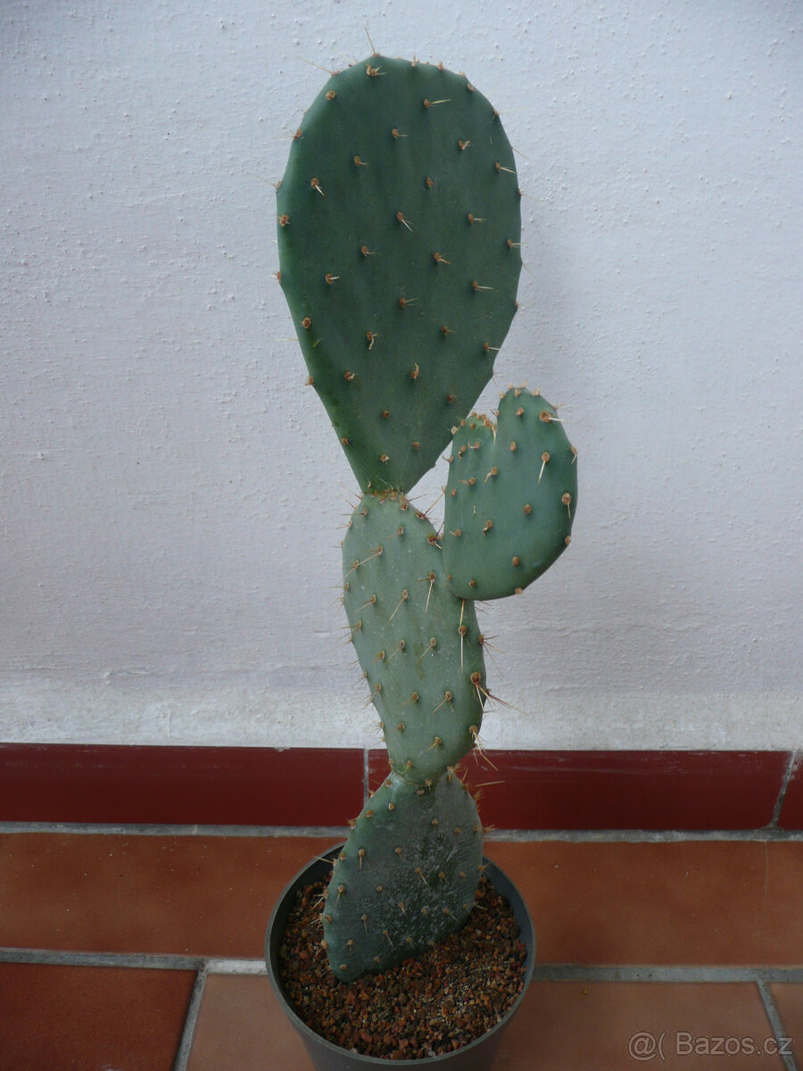 Mrazuvzdorné opuncie - 4