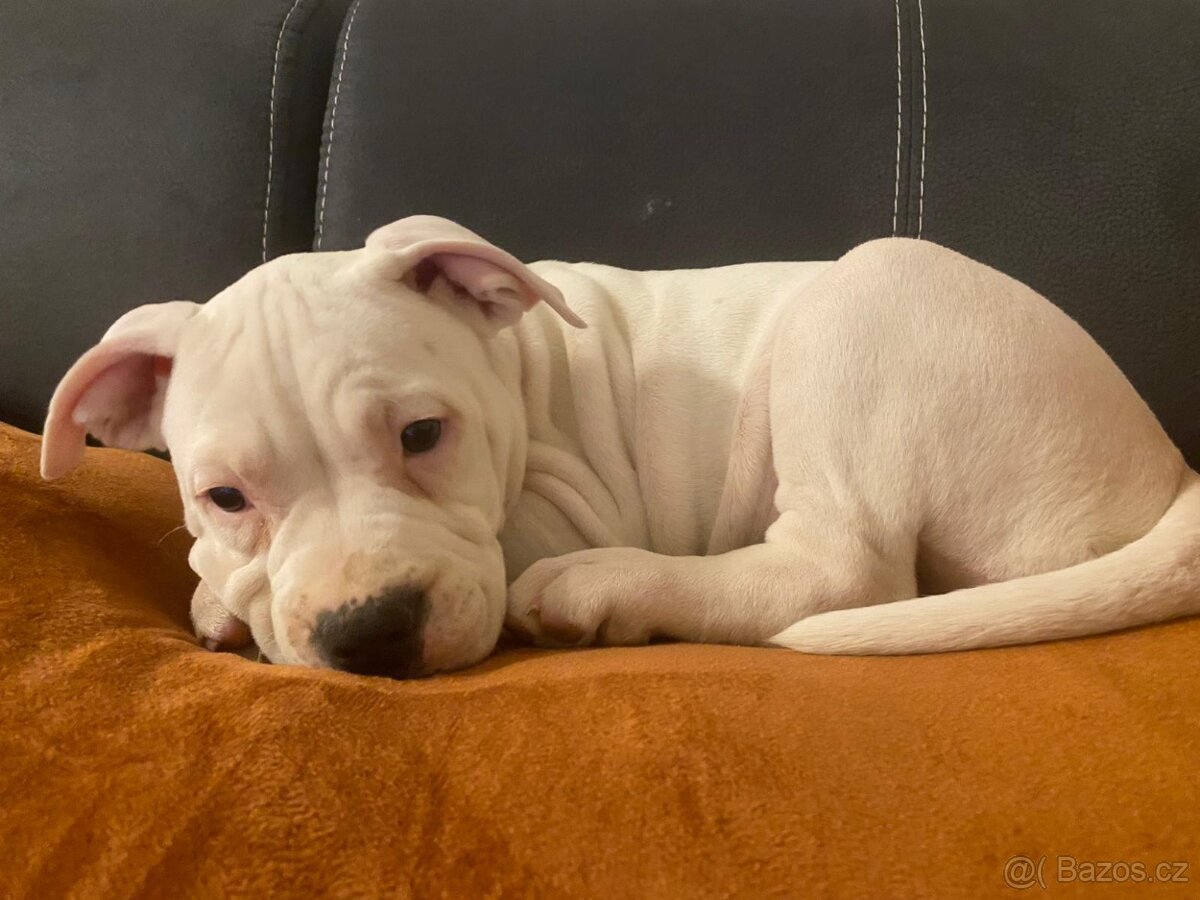 Štěně America Bully - 4