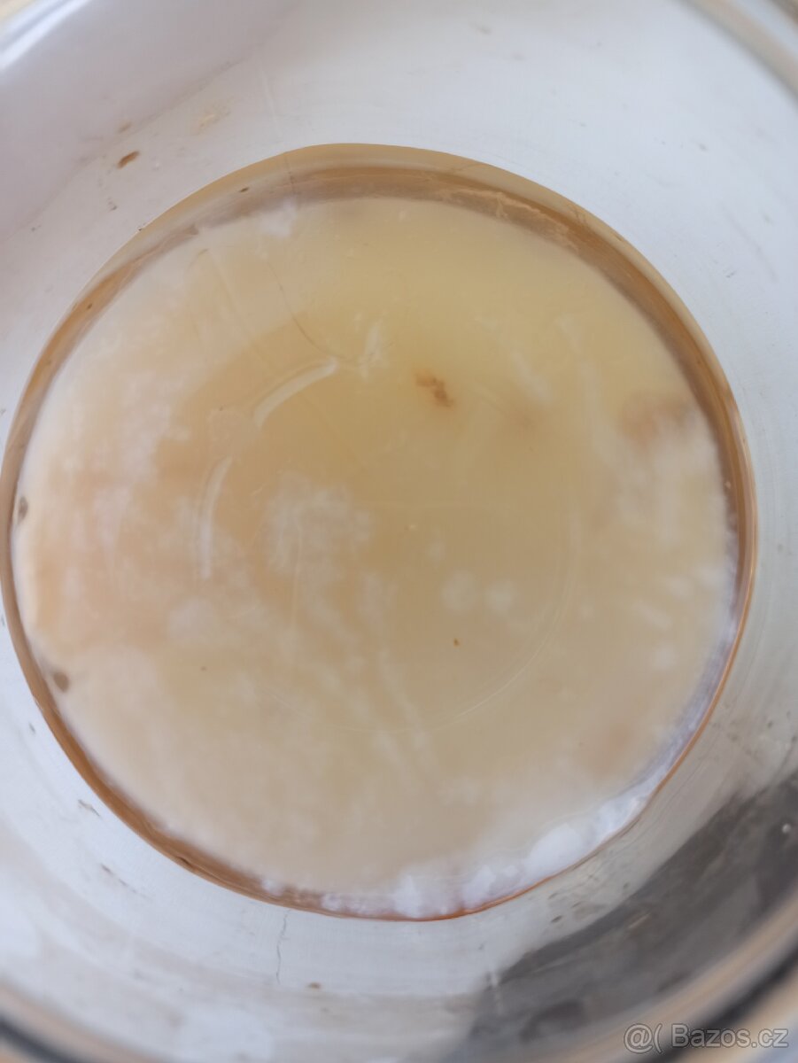 kombucha, kombuča, kombu-cha - 4