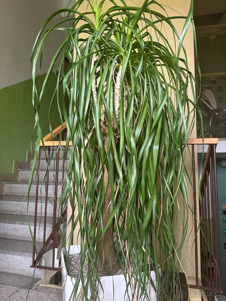 Sloní noha - bokarnea tlustokmenná - 4