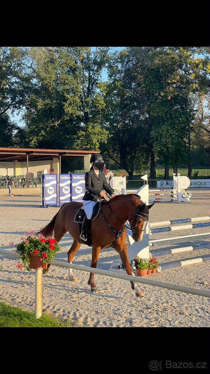 Charakterní kobylka - 4