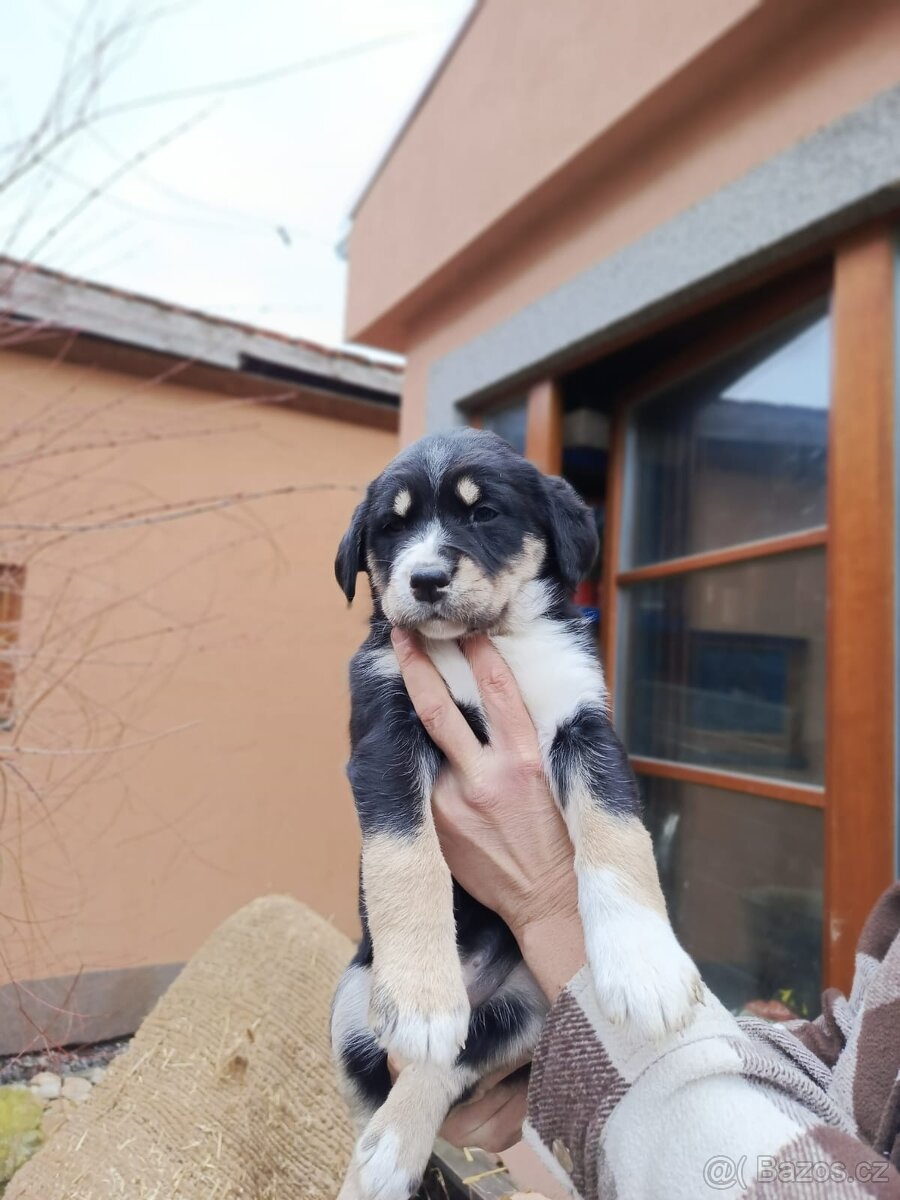 Kříženec husky - 4