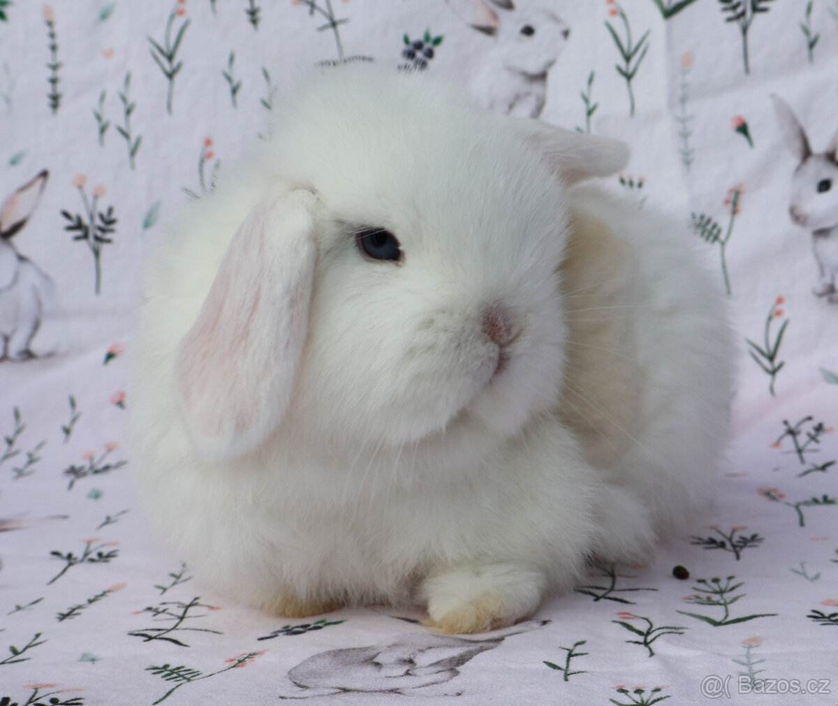 Maličký NHD modrooký beránek sameček s VP . - 4