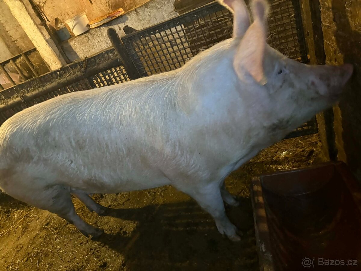 Selata kříženci - 4